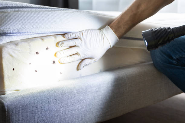 Best Emergency Pest Control  in Green Bay, WI