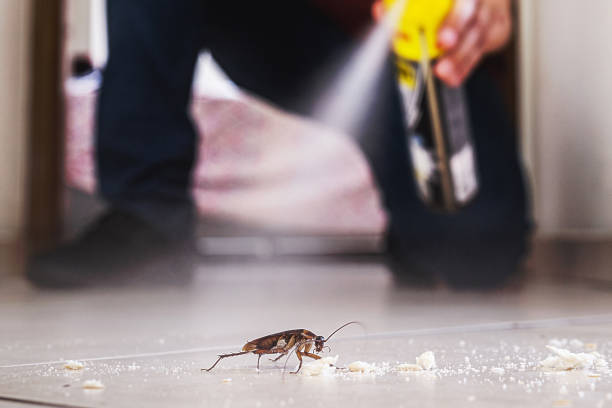 Best Flea Control Services  in Green Bay, WI