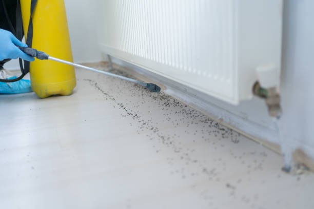 Best Rat Extermination Near Me  in Green Bay, WI